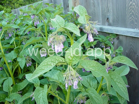 comfrey, common